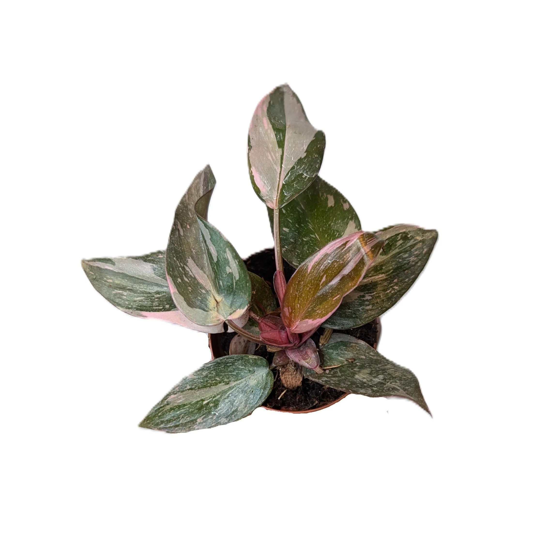 Philodendron Pink Princess — Steph's Sprouts